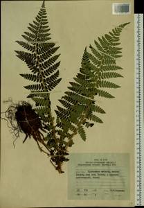 Polystichum braunii (Spenn.) Fée, Siberia, Russian Far East (S6) (Russia)
