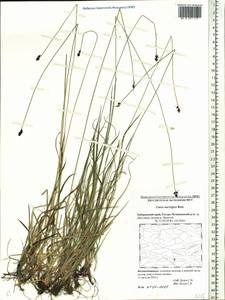 Carex norvegica Retz. , nom. cons., Siberia, Russian Far East (S6) (Russia)