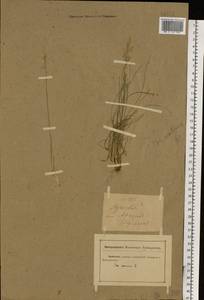 Poa pratensis L., Eastern Europe, Rostov Oblast (E12a) (Russia)