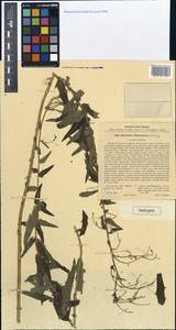 Hieracium robustum subsp. pallonianum (Zahn) Zahn, Eastern Europe, Central forest-and-steppe region (E6) (Russia)