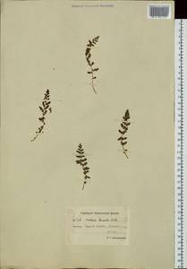 Woodsia ilvensis (L.) R. Br., Siberia, Chukotka & Kamchatka (S7) (Russia)