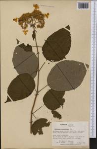 Hydrangea arborescens L., America (AMER) (United States)
