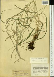 Calamagrostis purpurea (Trin.) Trin., Siberia, Russian Far East (S6) (Russia)