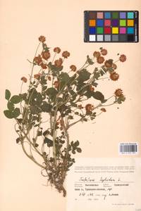 Trifolium hybridum L., Eastern Europe, Moscow region (E4a) (Russia)