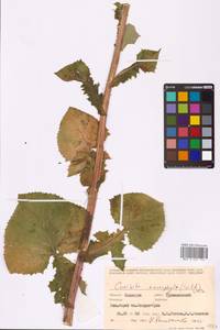 Lactuca macrophylla (Willd.) A. Gray, Eastern Europe, Eastern region (E10) (Russia)