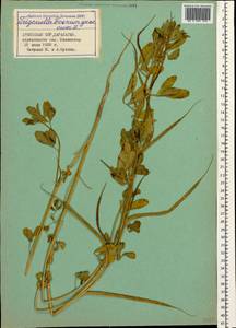 Trigonella foenum-graecum L., Caucasus, Armenia (K5) (Armenia)