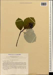 Sorbus subfusca (Ledeb. ex Nordm.) Boiss., Caucasus, South Ossetia (K4b) (South Ossetia)