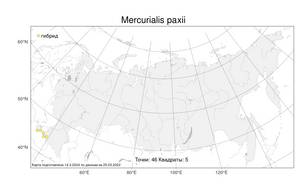 Mercurialis × paxii Graebn., Atlas of the Russian Flora (FLORUS) (Russia)