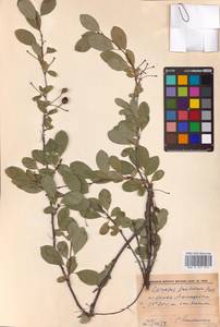 Prunus fruticosa Pall., Middle Asia, Caspian Ustyurt & Northern Aralia (M8) (Kazakhstan)