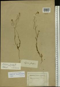 Pseudoarabidopsis toxophylla (M.Bieb.) Al-Shehbaz, O'Kane & R.A.Price, Eastern Europe, Lower Volga region (E9) (Russia)