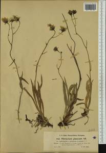 Hieracium glaucum subsp. tephrolepium Nägeli & Peter, Western Europe (EUR) (Austria)