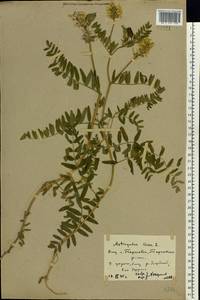 Astragalus cicer L., Eastern Europe, Rostov Oblast (E12a) (Russia)