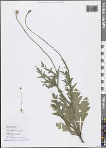 Papaver laevigatum M. Bieb., Caucasus, Black Sea Shore (from Novorossiysk to Adler) (K3) (Russia)