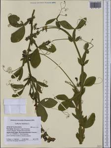 Lathyrus latifolius L., Western Europe (EUR) (Bulgaria)