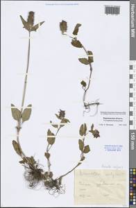 Prunella vulgaris L., Eastern Europe, Central forest-and-steppe region (E6) (Russia)