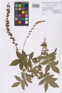 Agrimonia procera Wallr., Eastern Europe, Western region (E3) (Russia)