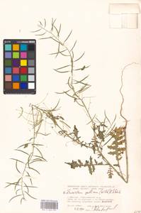 Erucastrum gallicum (Willd.) O. E. Schulz, Eastern Europe, Moscow region (E4a) (Russia)