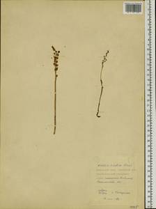 Neottia acuminata Schltr., Siberia, Russian Far East (S6) (Russia)