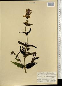 Nepeta sibirica L., Mongolia (MONG) (Mongolia)