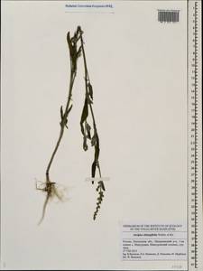 Atriplex oblongifolia Waldst. & Kit., Eastern Europe, Middle Volga region (E8) (Russia)