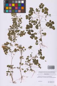 Oxalis stricta L., Eastern Europe, Moscow region (E4a) (Russia)
