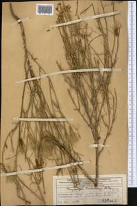 Tragopogon vvedenskyi Popov ex Pavlov, Middle Asia, Western Tian Shan & Karatau (M3) (Kazakhstan)