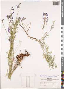 Astragalus varius S.G.Gmel., Eastern Europe, Middle Volga region (E8) (Russia)