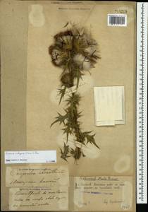 Cirsium vulgare (Savi) Ten., Eastern Europe, Volga-Kama region (E7) (Russia)