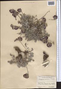Hedysarum poncinsii Franch., Middle Asia, Pamir & Pamiro-Alai (M2) (Kyrgyzstan)