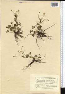 Ranunculus karelinii Czerep., Middle Asia, Northern & Central Tian Shan (M4) (Kyrgyzstan)