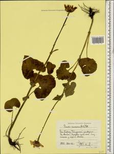 Dolichorrhiza caucasica (M. Bieb.) Galushko, Caucasus, Stavropol Krai, Karachay-Cherkessia & Kabardino-Balkaria (K1b) (Russia)