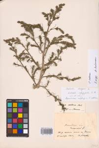 Salsola collina Pall., Eastern Europe, Moscow region (E4a) (Russia)
