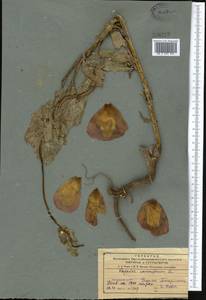 Papaver somniferum L., Middle Asia, Northern & Central Tian Shan (M4) (Kazakhstan)