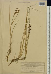 Scheuchzeria palustris L., Eastern Europe, Moscow region (E4a) (Russia)