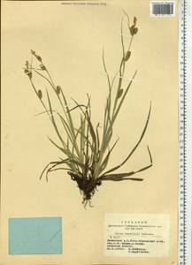 Carex diluta subsp. diluta, Siberia, Altai & Sayany Mountains (S2) (Russia)