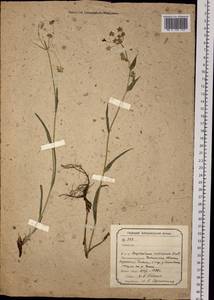 Bupleurum sibiricum Vest ex Spreng., Siberia, Baikal & Transbaikal region (S4) (Russia)