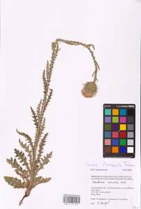 Carduus hamulosus subsp. stenocephalus (Tamamsch.) Greuter, Eastern Europe, Lower Volga region (E9) (Russia)