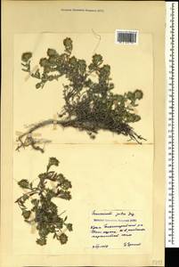 Teucrium montanum subsp. montanum, Crimea (KRYM) (Russia)