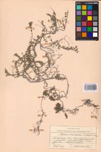 MHA 0 156 927, Thymus calcareus Klokov & Des.-Shost., Eastern Europe, North Ukrainian region (E11) (Ukraine)
