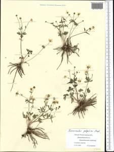 Ranunculus demissus DC., Middle Asia, Caspian Ustyurt & Northern Aralia (M8) (Kazakhstan)