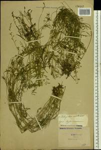 Astragalus austriacus Jacq., Eastern Europe, South Ukrainian region (E12) (Ukraine)