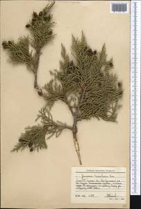 Juniperus pseudosabina Fisch. & C.A.Mey., Middle Asia, Pamir & Pamiro-Alai (M2) (Kyrgyzstan)