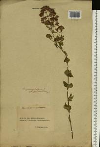 Origanum vulgare L., Eastern Europe, Rostov Oblast (E12a) (Russia)