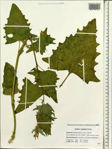 Atriplex sagittata Borkh., Siberia, Baikal & Transbaikal region (S4) (Russia)