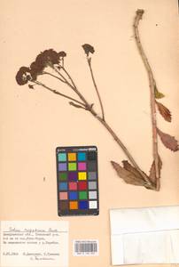 Hylotelephium telephium (L.) H.Ohba, Eastern Europe, West Ukrainian region (E13) (Ukraine)