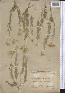 Haplophyllum versicolor Fisch. & C. A. Mey., Middle Asia, Syr-Darian deserts & Kyzylkum (M7) (Uzbekistan)