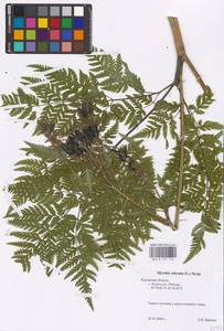 Myrrhis odorata (L.) Scop., Eastern Europe, Central region (E4) (Russia)