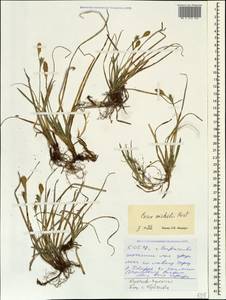 Carex michelii Host, Caucasus, Stavropol Krai, Karachay-Cherkessia & Kabardino-Balkaria (K1b) (Russia)