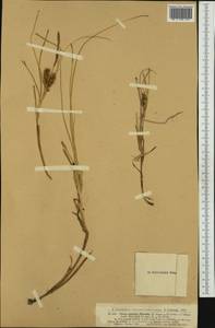 Carex pumila Thunb., Australia & Oceania (AUSTR) (Australia)