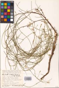 Chondrilla ambigua Fisch. ex Kar. & Kir., Eastern Europe, Lower Volga region (E9) (Russia)